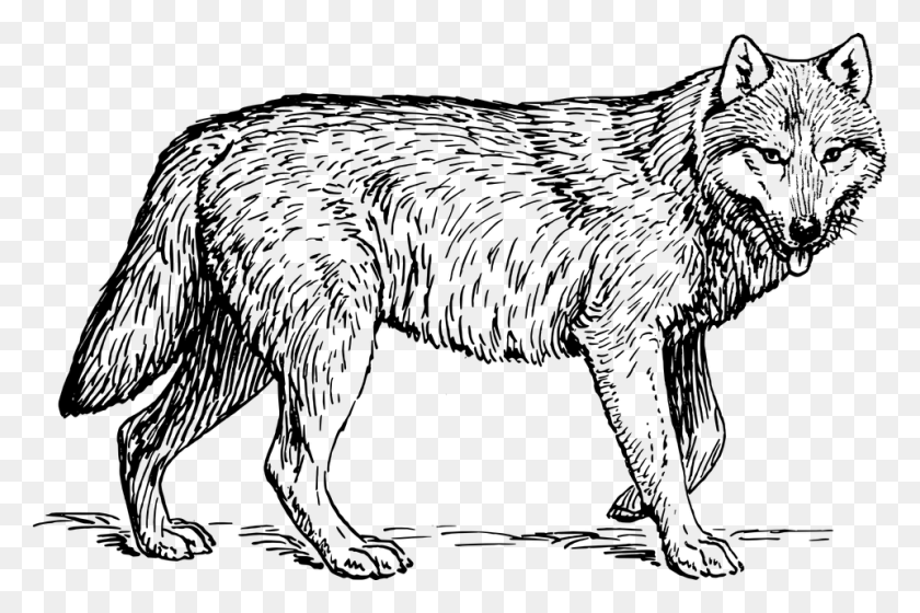 960x616 Gray Wolf Cliparts - Wolf Head Clipart Black And White