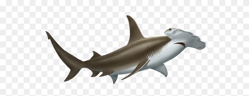 561x264 Great Hammerhead Shark Oceanscape Network - Shark Fin PNG