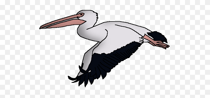 545x333 Great White Pelican Wildlife Animal Pedia Wiki Fandom Powered - Pelican Clipart Black And White