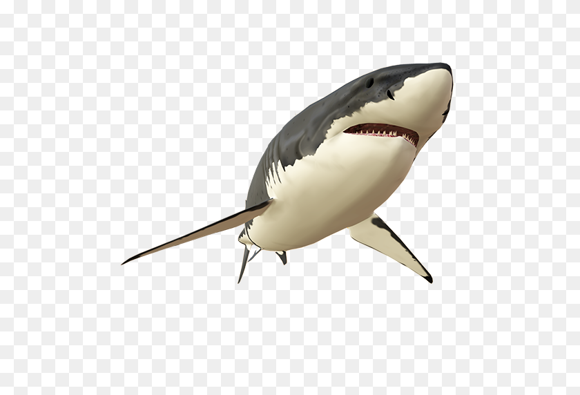 512x512 Great White Shark - Great White Shark PNG