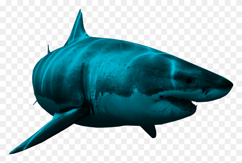 1032x669 Great White Shark Clipart Blank Background - Shark Images Clipart
