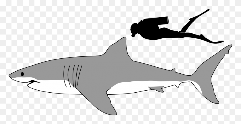 2000x953 Great White Shark Clipart Line Drawing - Shark Bite Clipart