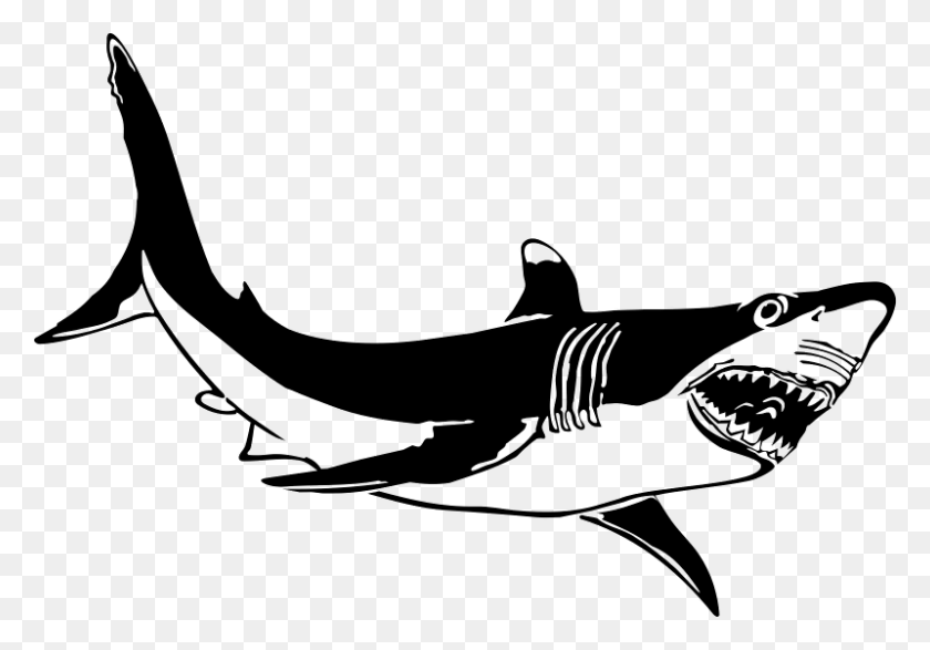 800x541 Great White Shark Free Download Png Vector - Great White Shark PNG