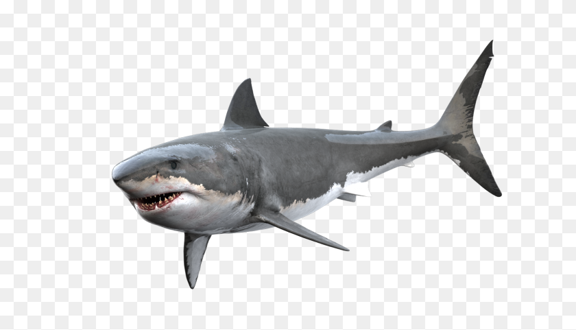 1536x830 Great White Shark On Behance - Great White Shark PNG