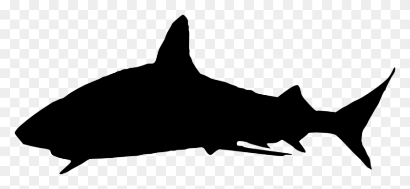 850x357 Большая Белая Акула Силуэт Картинки - Детские Рыбки Клипарт