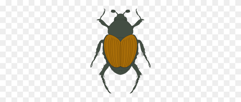 210x296 Escarabajo Verde Y Marrón Png Cliparts Para Web - Escarabajo Png