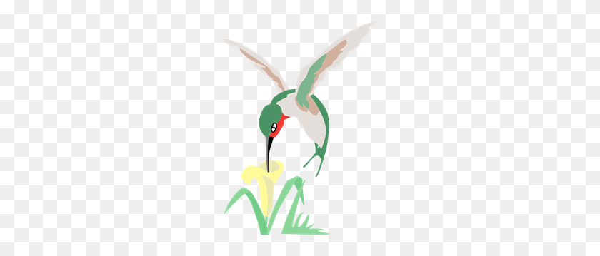 216x299 Green And White Hummingbird With Flower Png, Clip Art For Web - Hummingbird PNG