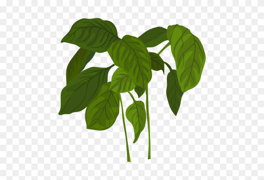 512x512 Green Basil Herb Illustration - Cilantro PNG
