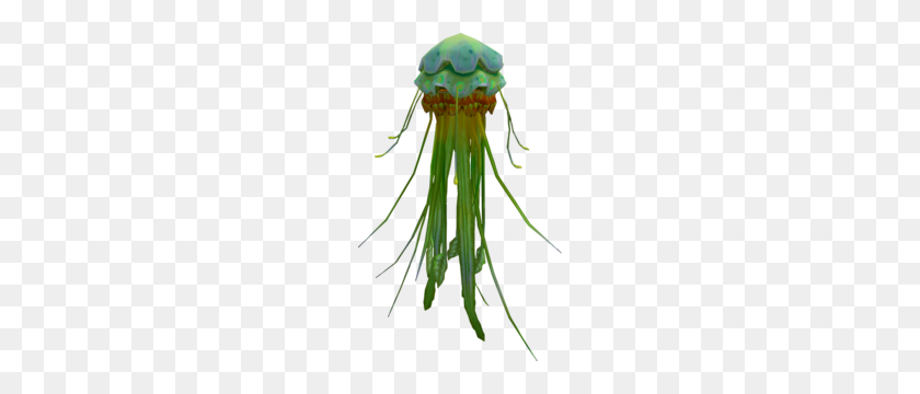 186x300 Green Blubber Jellyfish - Jellyfish PNG