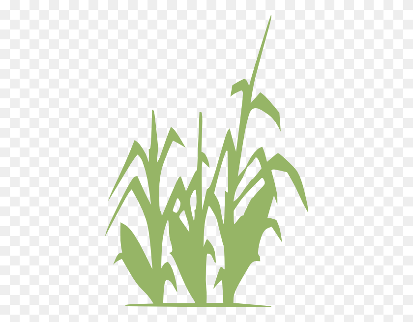 414x595 Green Corn Png Clip Arts For Web - Corn PNG