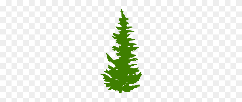 144x295 Зеленый Вечнозеленое Дерево Картинки - Вечнозеленый Клипарт