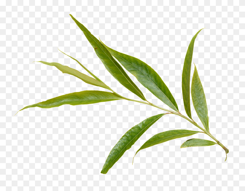 1024x783 Green Foliage Transparent Free Png Download Png Vector - Foliage PNG