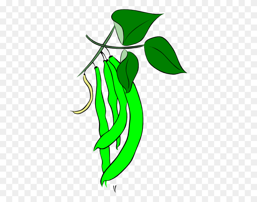 384x599 Green French Bean Clipart Png For Web - Beans PNG