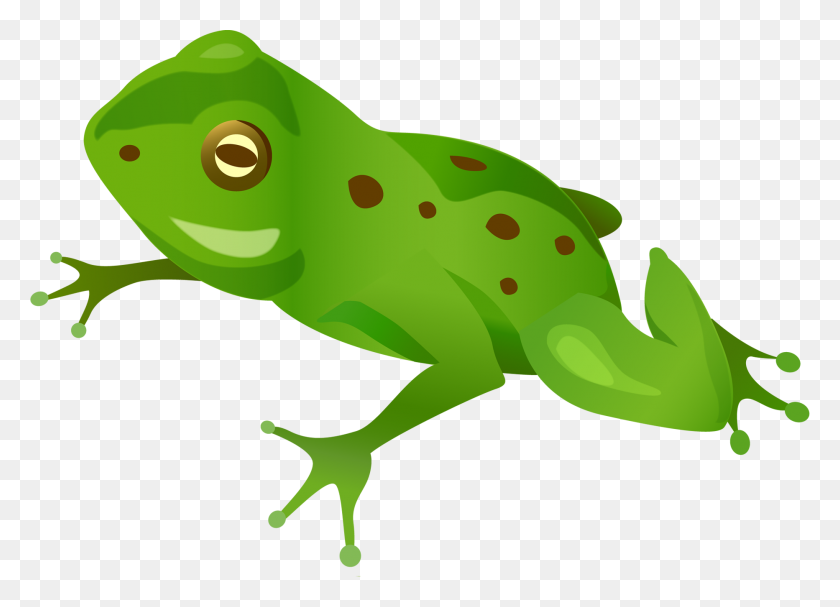 1865x1308 Green Frog Png - Frog Life Cycle Clipart