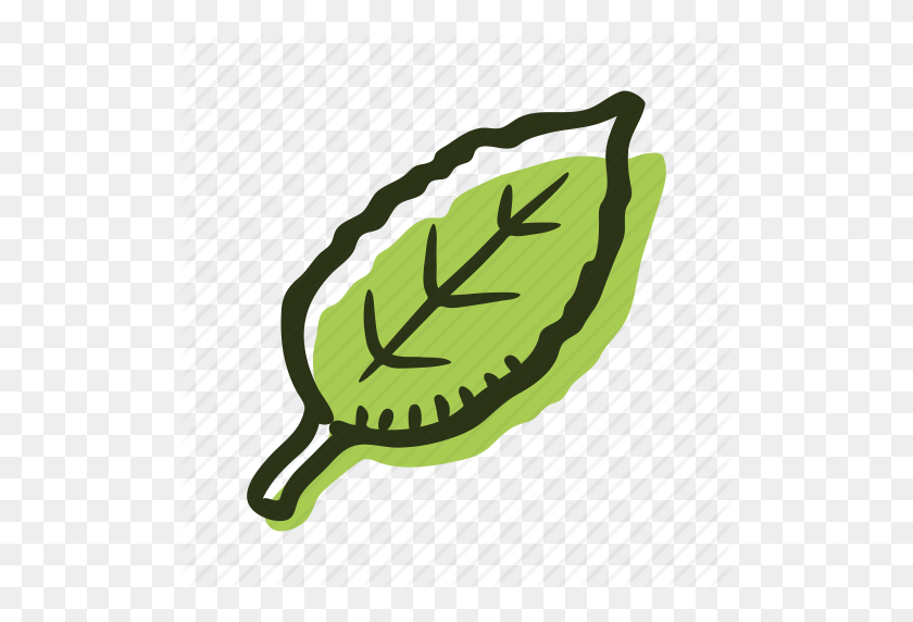 512x512 Green, Herb, Ingredient, Leaf, Plant, Tea, Tea Leaf Icon - Tea Leaf PNG