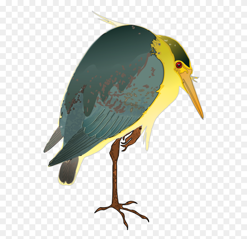 548x750 Garza Verde Negro Coronado Garza Nocturna Pájaro Amarillo Coronado De La Noche - Blue Heron Clipart