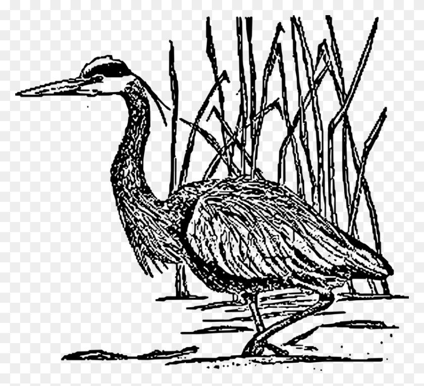 829x750 Green Heron Great Blue Heron Grey Heron Stork - Stork Clipart
