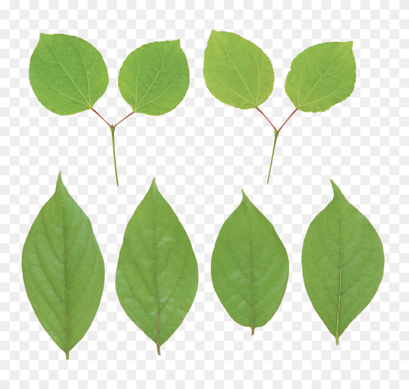 2752x2608 Green Leaf Png - Eucalyptus Leaves Clipart