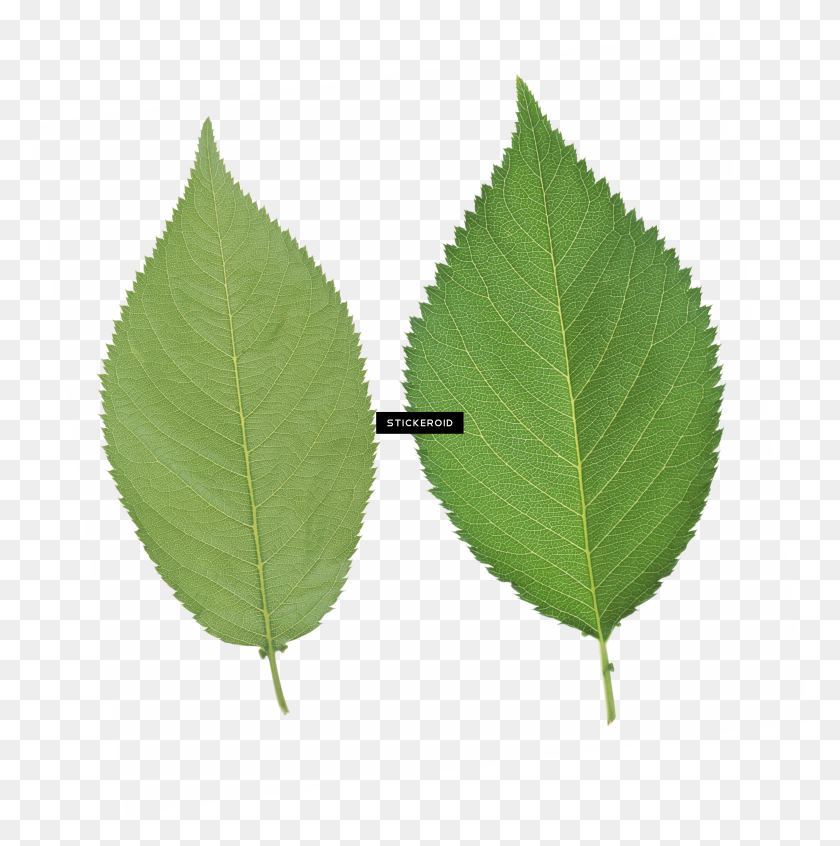 3213x3239 Green Leaf Png - Green Leaves PNG