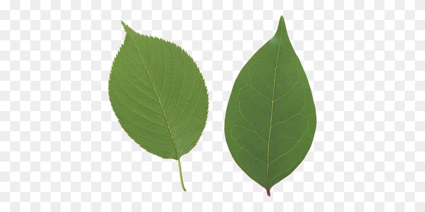 413x360 Green Leaf Png - Laurel Leaves PNG