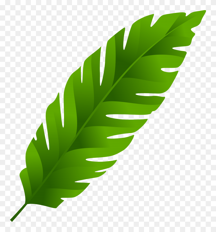 7423x8000 Hoja Verde Png Clipart - Hoja Png