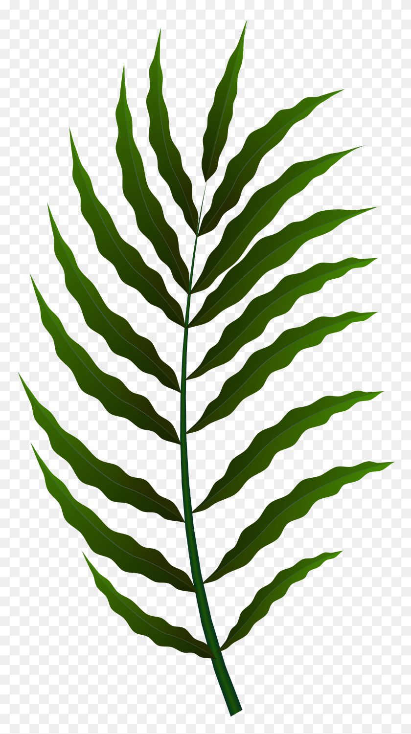 4328x8000 Green Leaf Png Clip Art - Vegetation Clipart