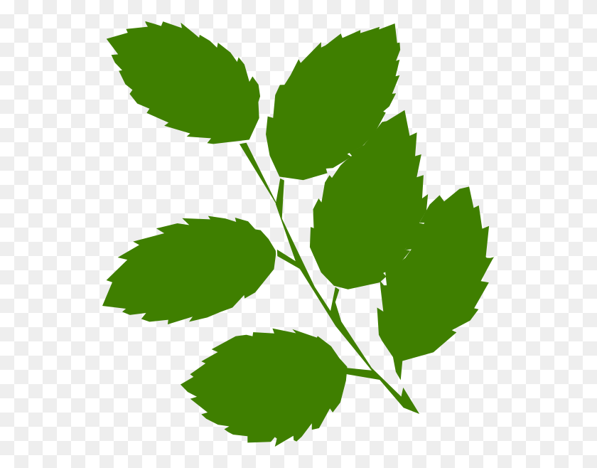 552x598 Зеленые Листья Клипарт - Мятный Лист Клипарт