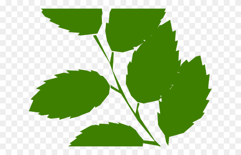 640x480 Зеленые Листья Клипарт - Акварельный Лист Png