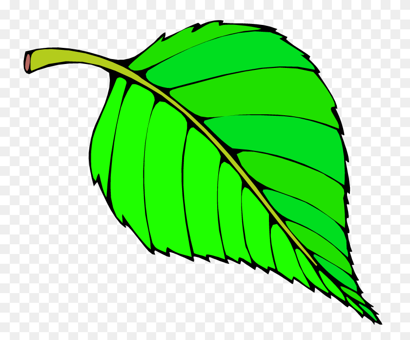 750x636 Зеленые Листья Клипарт Виноградный Лист - Банановые Листья Клипарт