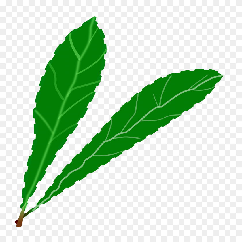 2400x2400 Green Leaves Icons Png - Green Leaves PNG