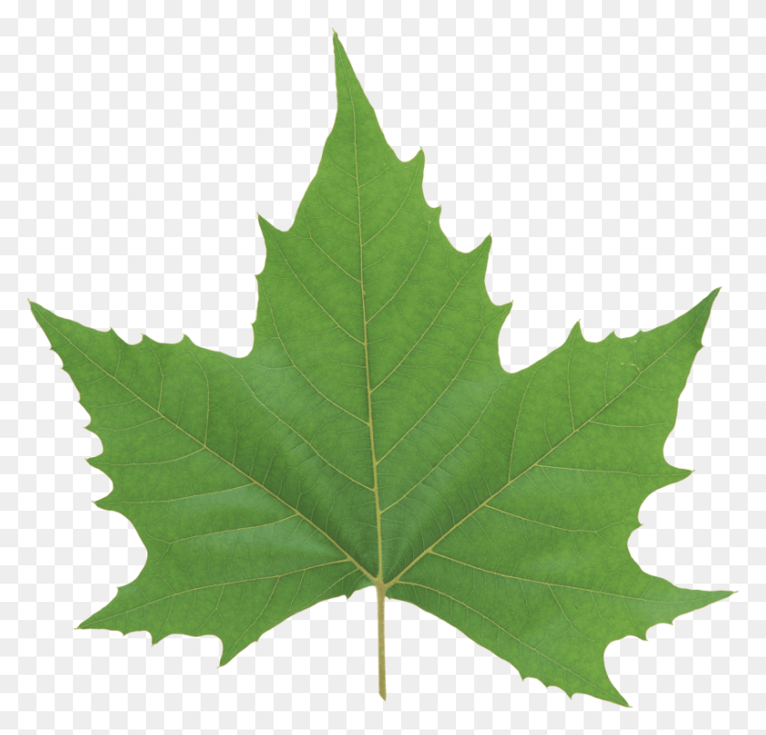 850x814 Green Leaves Png - Mint Leaves PNG