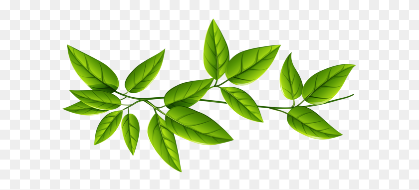600x321 Green Leaves Png - Greenery Clipart