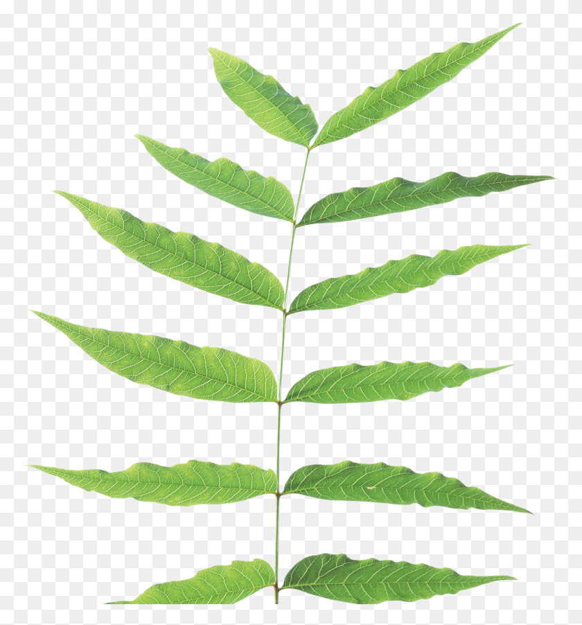 1819x1965 Green Leaves Png Image - Foliage PNG