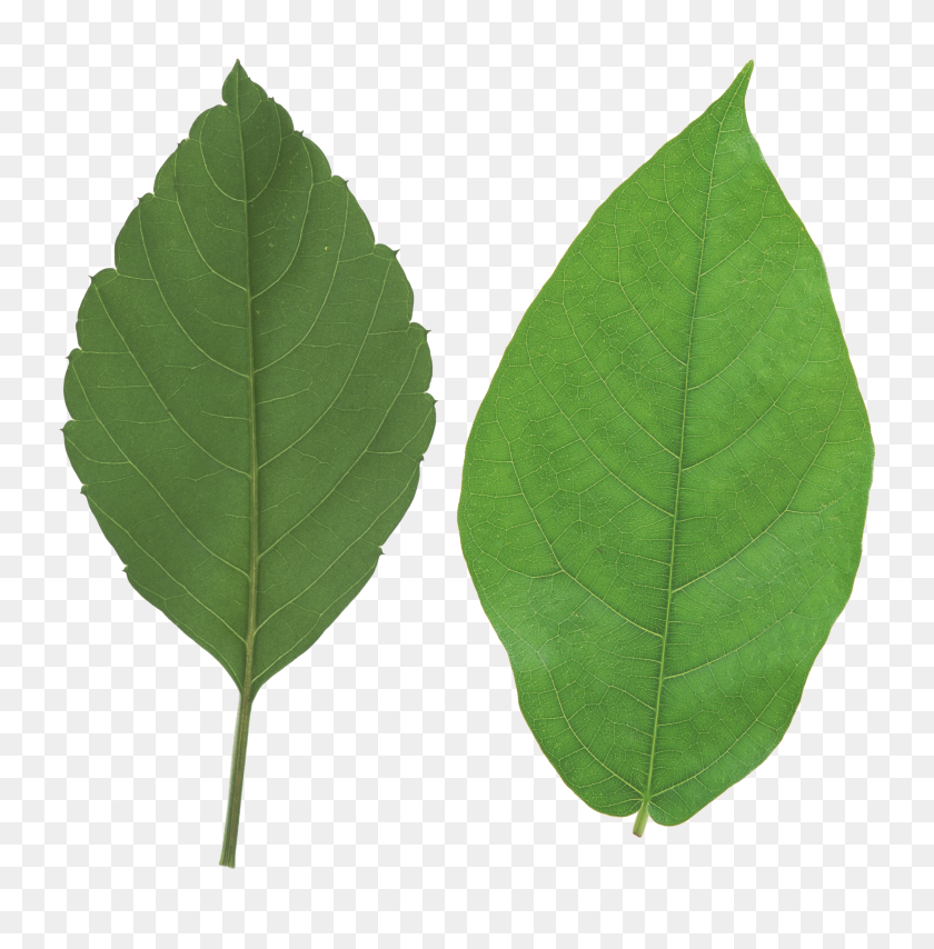 2878x2932 Green Leaves Png Images Free Download Pictures - Swamp PNG