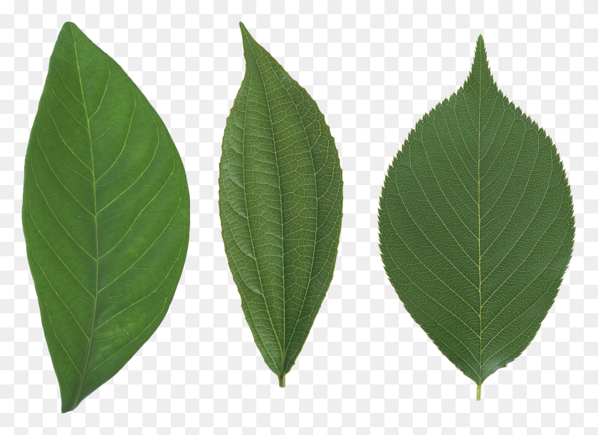 3520x2487 Green Leaves Png Images Free Download Pictures - Tree From Above PNG