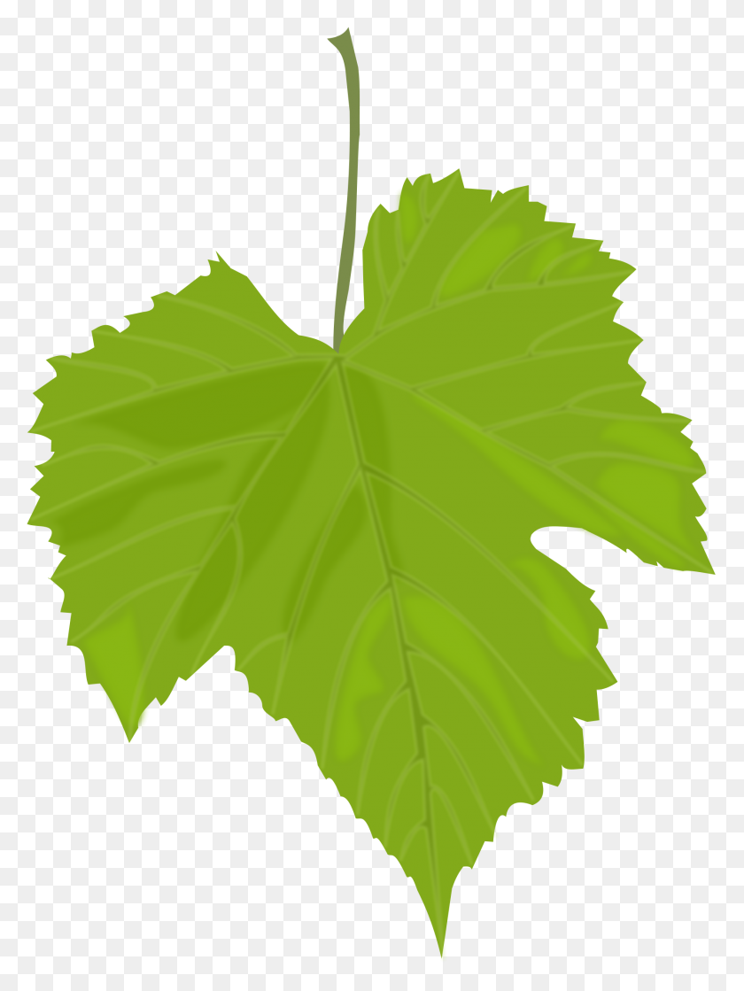 1767x2400 Green Leaves Png Images Free Download Pictures - Watercolor Leaf PNG