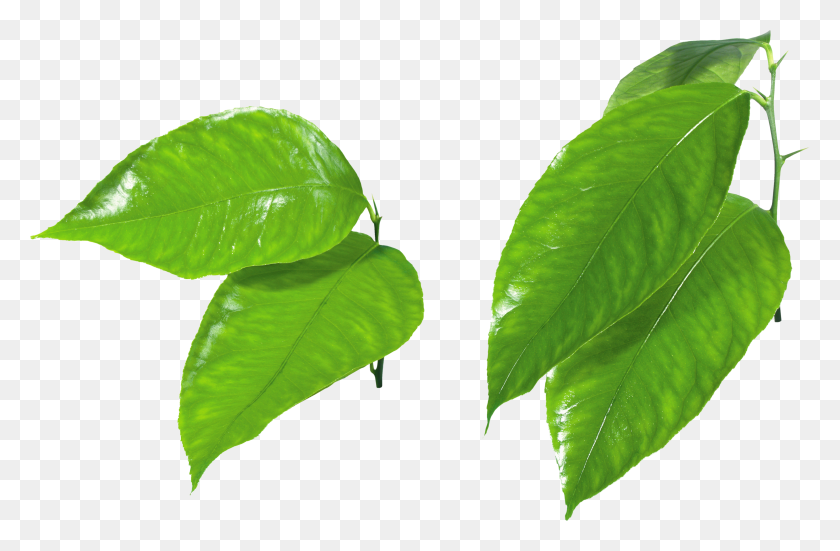 3528x2225 Green Leaves Png Images Free Download Pictures - Mint Leaf PNG