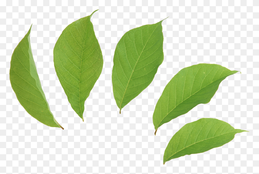 2572x1662 Green Leaves Png Images Free Download Pictures - Laurel Leaves PNG