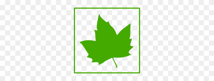 260x260 Green Maple Leaf Clipart - Maple Syrup PNG