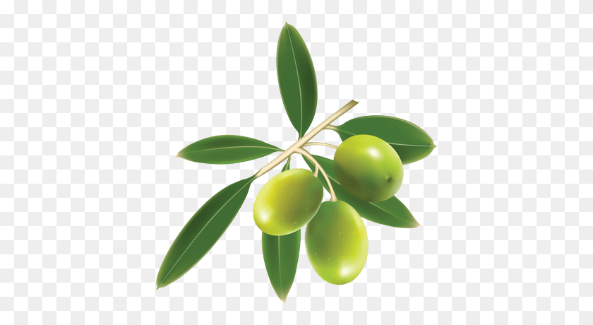 400x400 Green Olives On Branch Transparent Png - Olive PNG