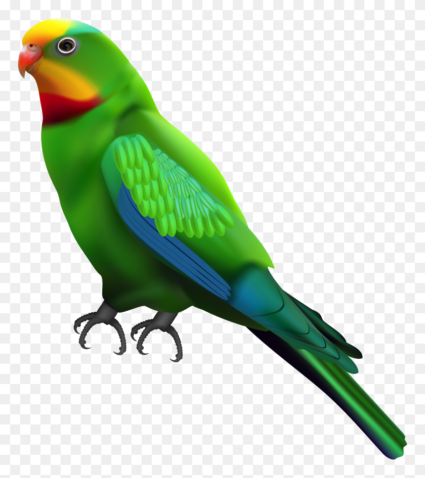 7037x8000 Green Parrot Transparent Clip Art - Parrot Clipart