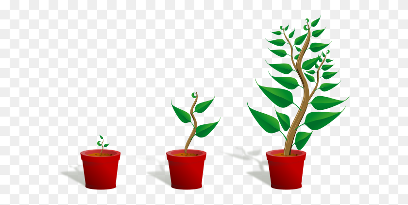 600x362 Green Plant In Its Pot In Three Different Phases Of Growth Png - Plant Clipart PNG