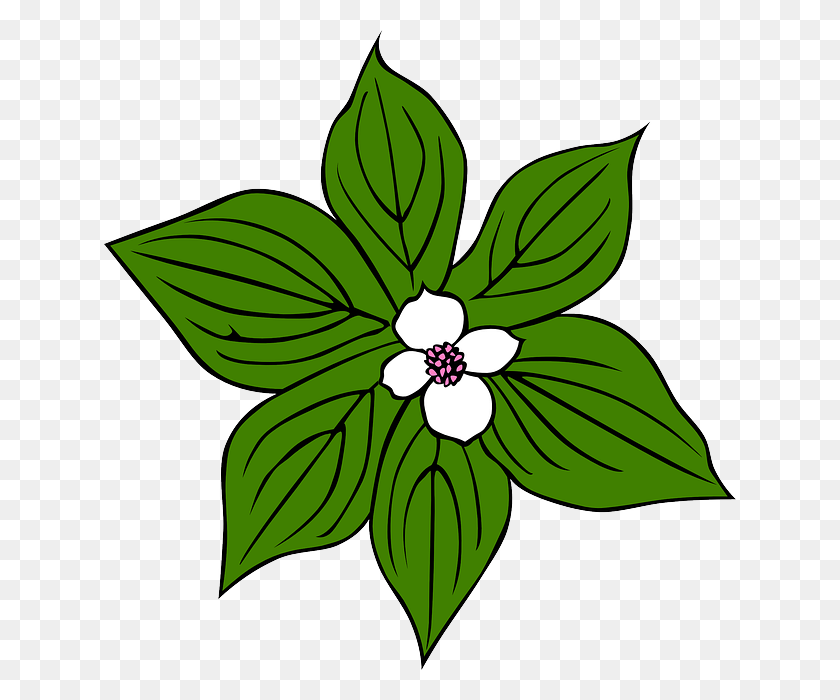 632x640 Зеленый, Растения, Цветок, Цветы, Мультфильм, Листья, Джунгли - Растения Джунглей Png