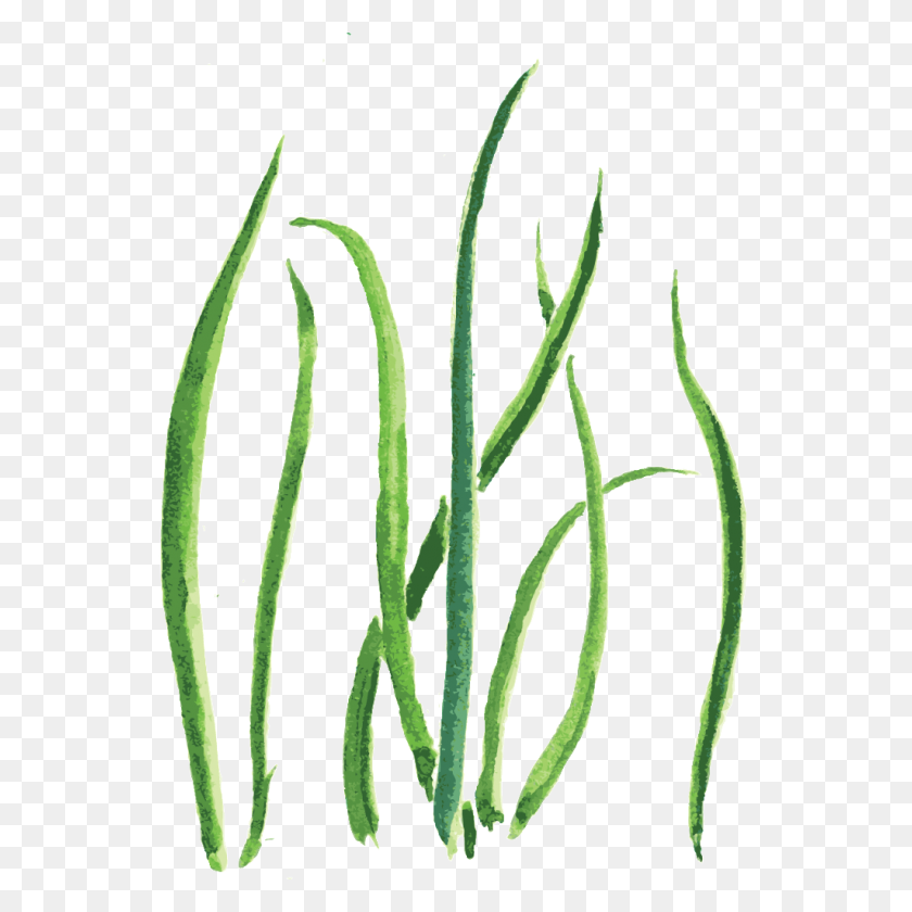 1024x1024 Green Sea Grass Cartoon Transparent Free Png Download Png Vector - Cartoon Grass PNG