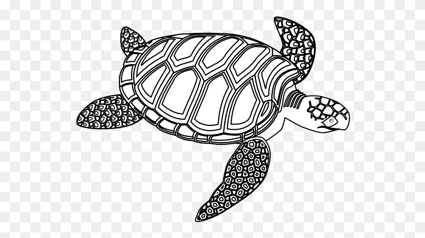 555x411 Green Sea Turtle Black White - Sea Turtle PNG