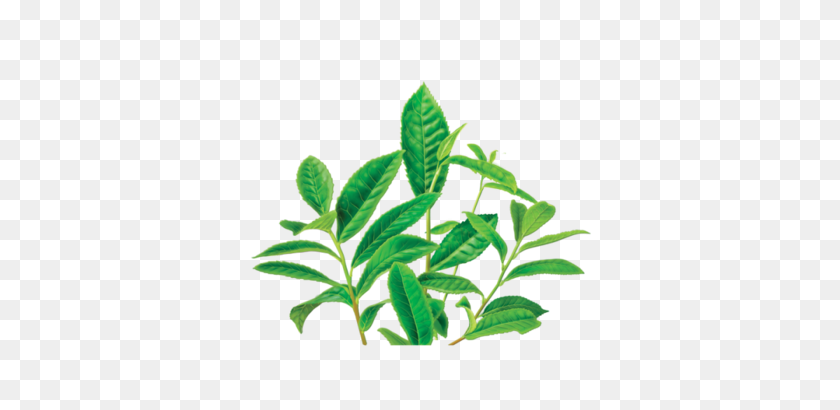 350x350 Зеленый Чай Без Кофеина, Травяные Добавки, Травяные Чаи - Чайные Листья Png