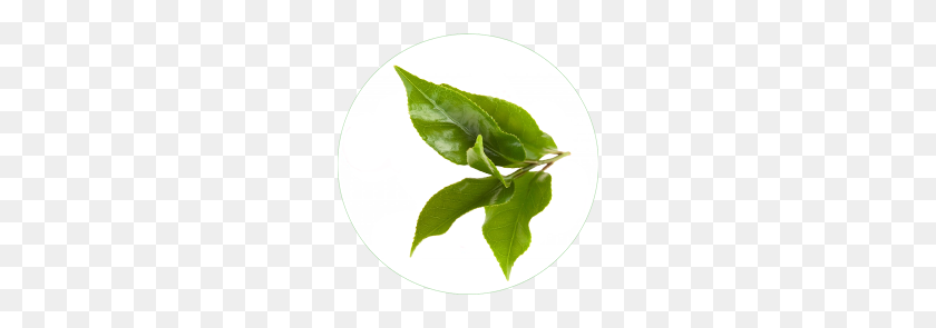 234x235 Экстракт Листьев Зеленого Чая В Уходе За Кожей - Чайные Листья Png