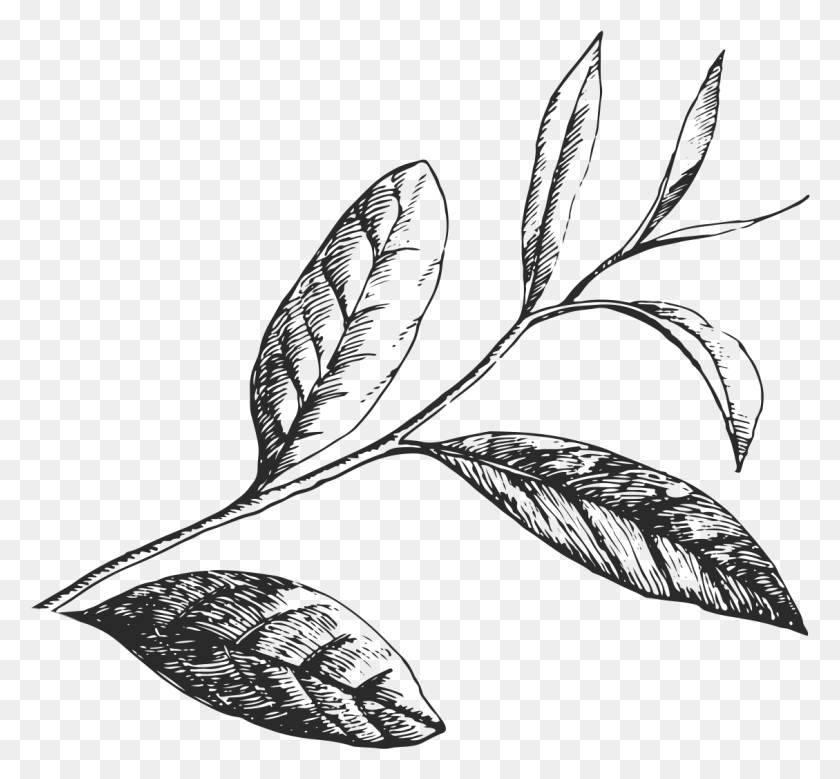 1129x1041 Green Tea Leaves Art Amora Coffee - Tea Leaf PNG