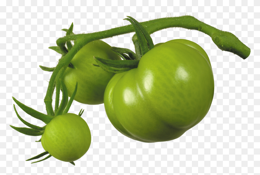 3194x2075 Green Tomato Png - Bush PNG