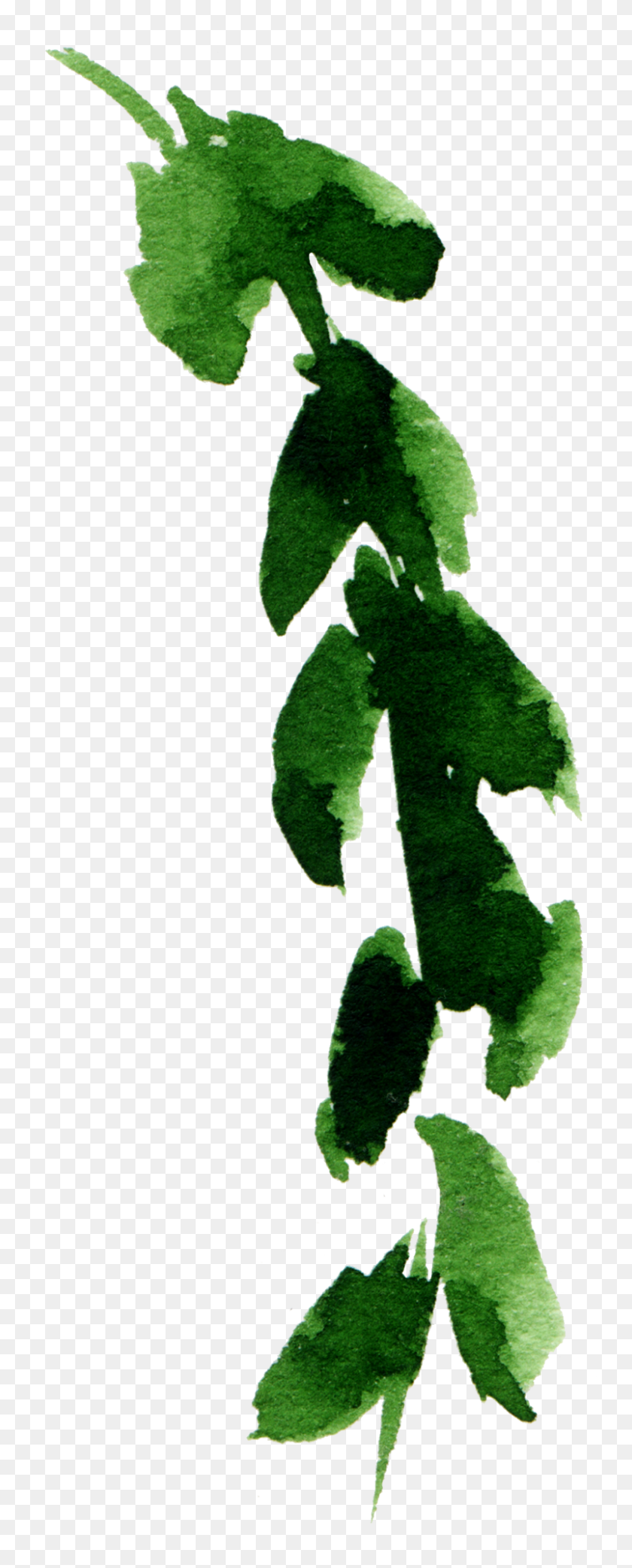 801x2079 Green Watercolor Leaf Element Free Png Download Png Vector - Green Watercolor PNG